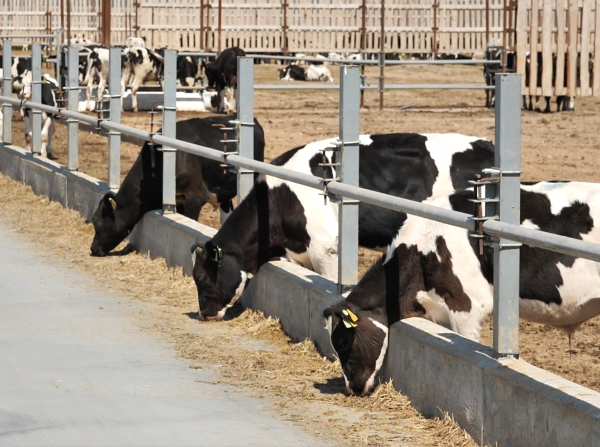 2017 год – начало откорма бычков на мясо