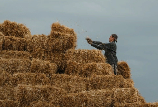 Производство грубых и сочных кормов