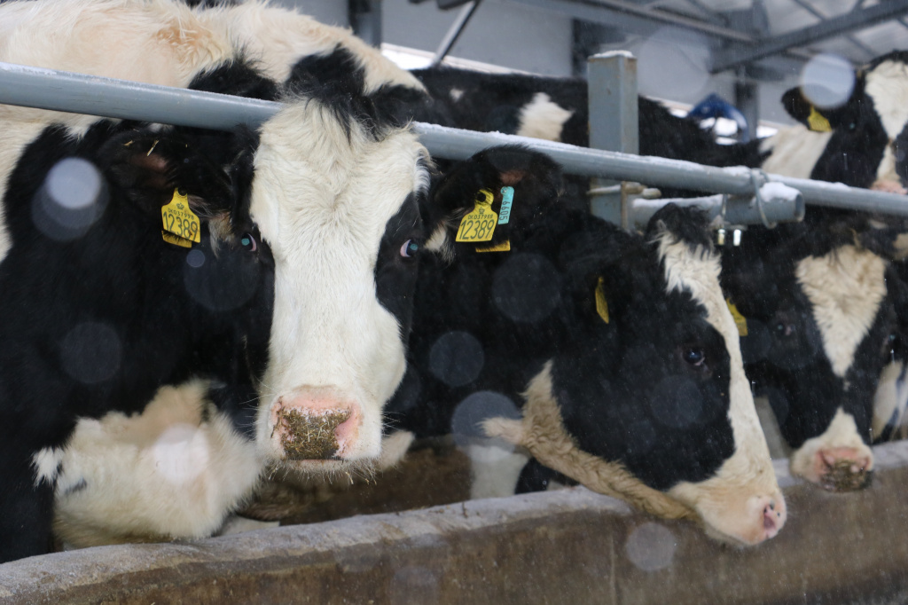 Молочное животноводство в с.Малмыжка