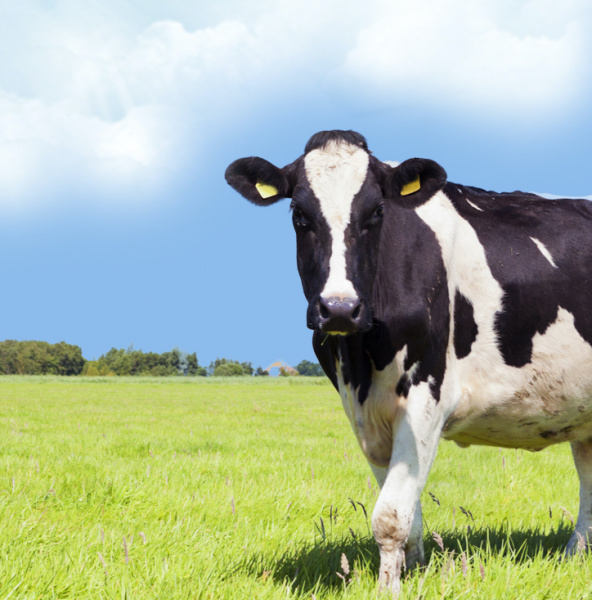 17 000 голов на откорме