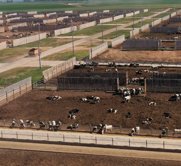 3 место по объемам продаж молока