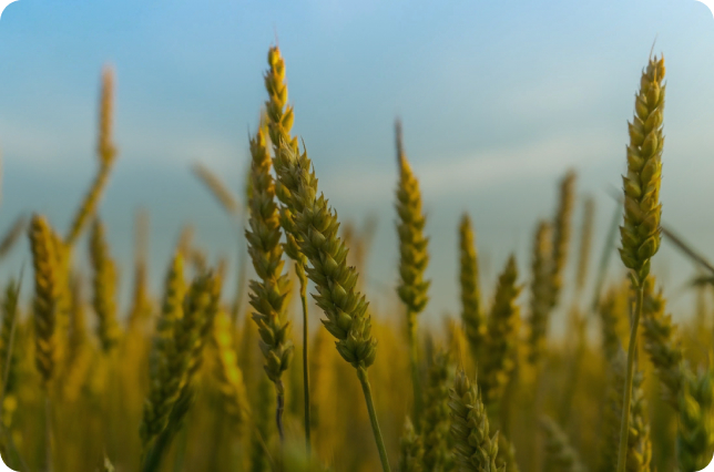 Производство сельскохозяйственных культур