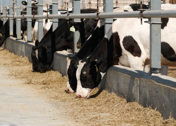 175 тонн/сутки – ежедневный надой в 2021